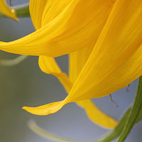Sunflower dream //images.artistrunwebsite.com/gallery/img_2541121518204483_large.jpg?1522251956