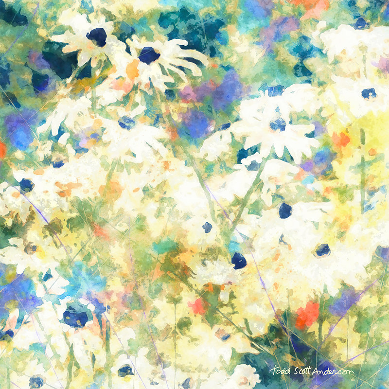 MOUNTAIN WILDFLOWERS 12 M Print MOUNTAIN WILDFLOWERS 12 M by Todd Anderson