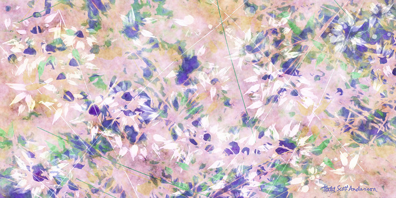 MOUNTAIN WILDFLOWERS 41 M Print MOUNTAIN WILDFLOWERS 41 M by Todd Scott Anderson