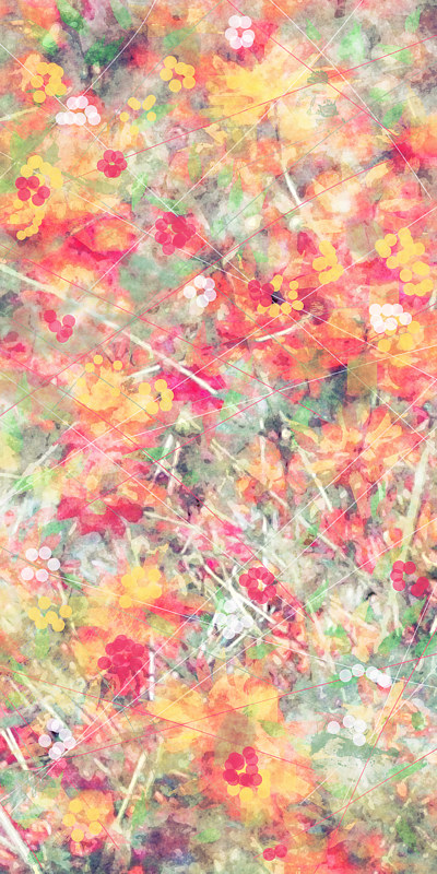 MOUNTAIN WILDFLOWERS 38 M Print MOUNTAIN WILDFLOWERS 38 M by Todd Anderson