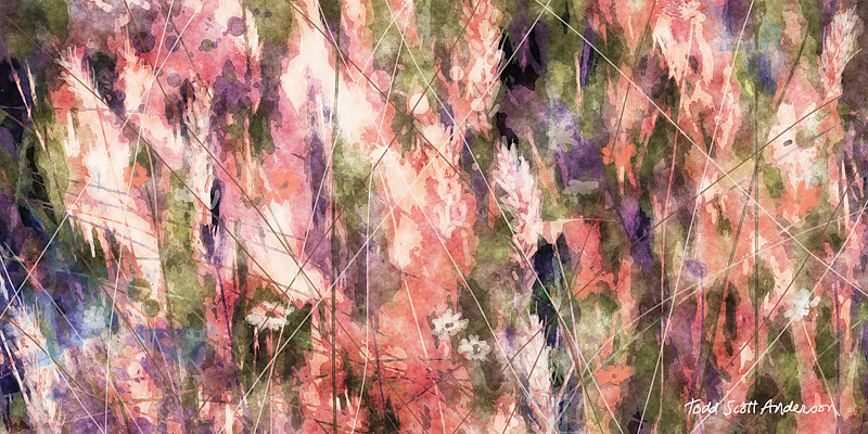 MOUNTAIN MEADOW 18 M Print MOUNTAIN MEADOW 18 M by Todd Anderson
