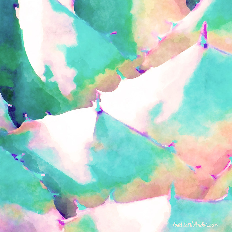 SONORA AGAVE 8 D Print SONORA AGAVE 8 D by Todd Anderson
