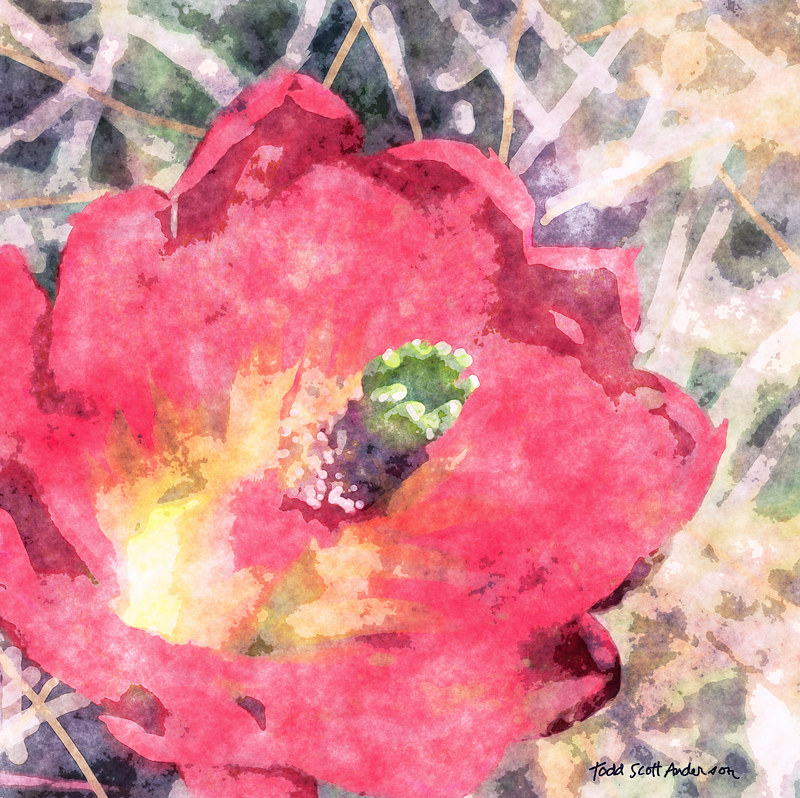 MOJAVE CACTUS 30 D Print MOJAVE CACTUS 30 D by Todd Anderson