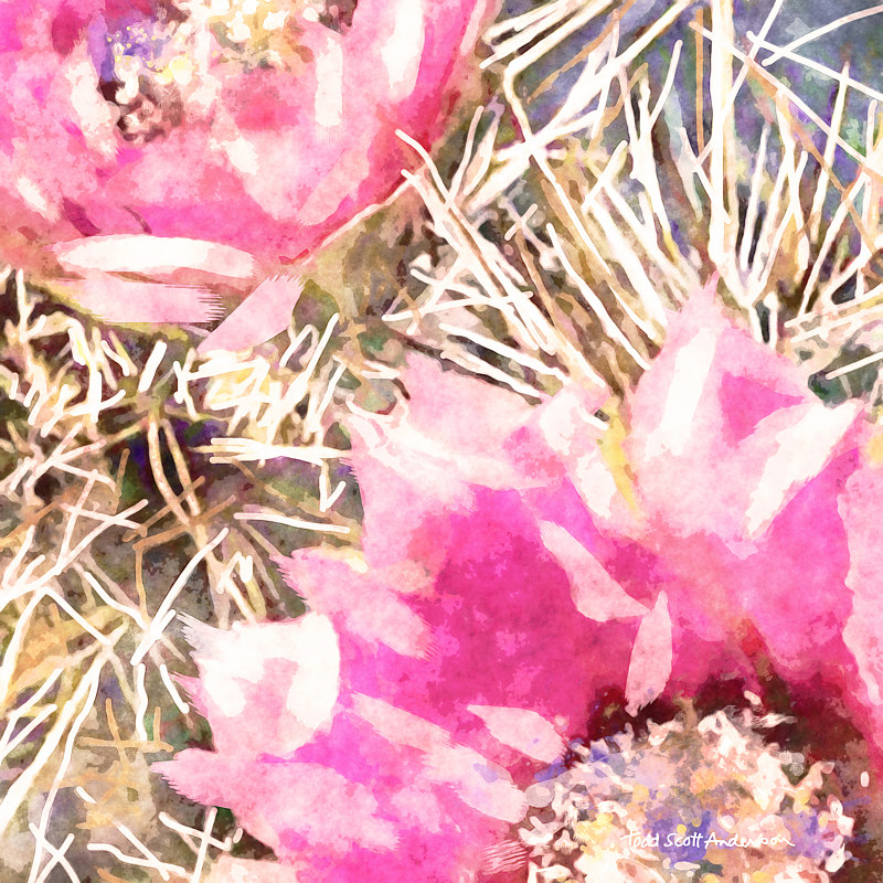 SONORA CACTUS 19 D copy copy Print SONORA CACTUS 19 D copy copy by Todd Scott Anderson