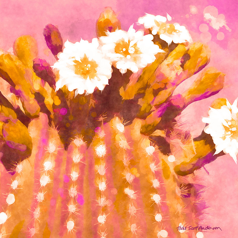 SONORA SAGUARO 2 D Print SONORA SAGUARO 2 D by Todd Scott Anderson