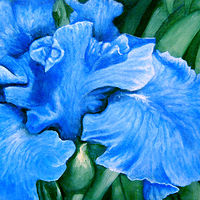 Blue Iris //images.artistrunwebsite.com/gallery/img_2562161520762855_large.jpg?1553402023