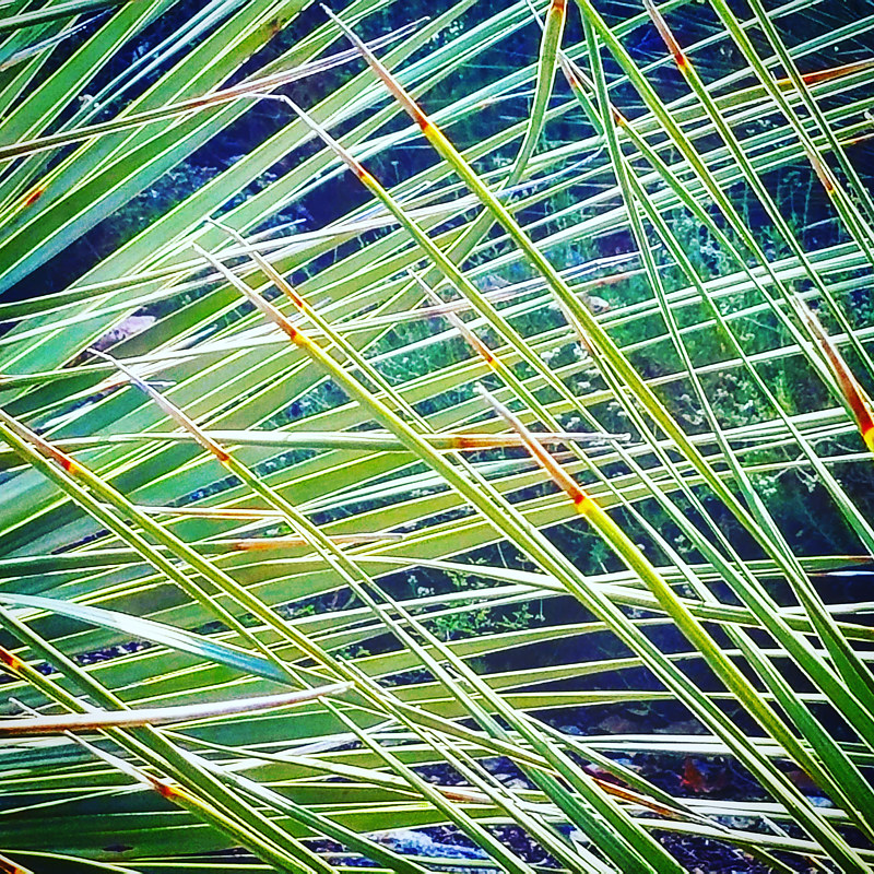 Overlapping Palm Fronds Photography Overlapping Palm Fronds by Jacqueline Bell johnson