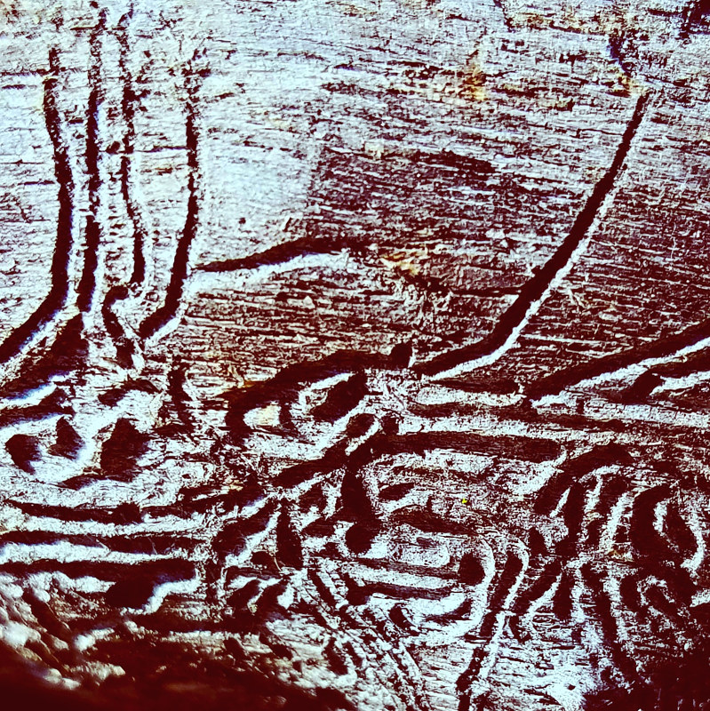 Parasitic Scars Photography Parasitic Scars by Jacqueline Bell johnson