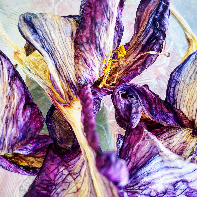 Death of an Iris Photography Death of an Iris by Jacqueline Bell johnson