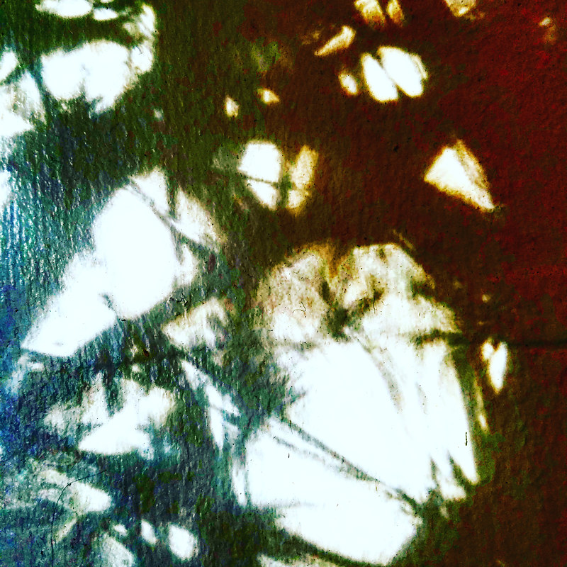 Bamboo Shadows 1 Photography Bamboo Shadows 1 by Jacqueline Bell johnson