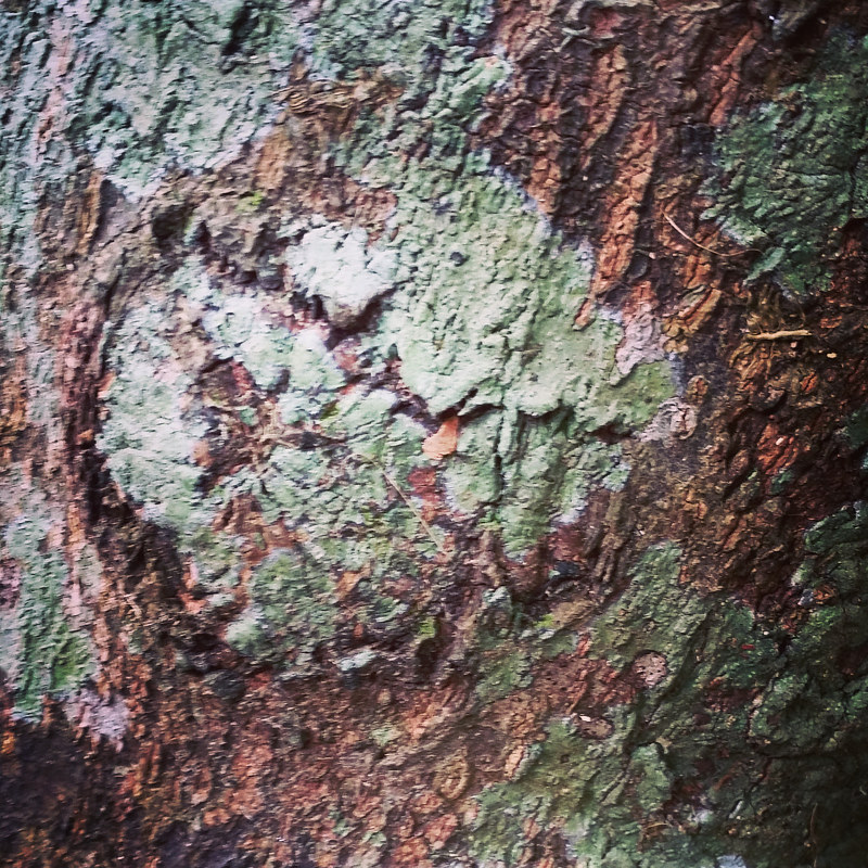 Vibrant Lichen Photography Vibrant Lichen by Jacqueline Bell johnson
