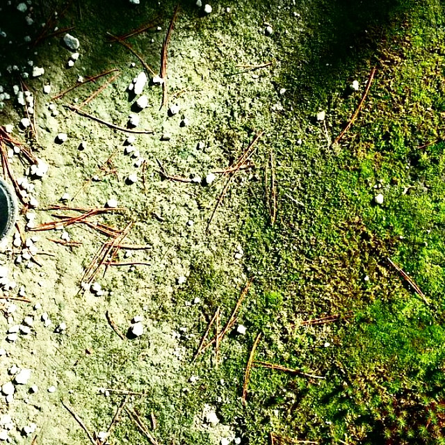 Moss on Old Concrete Photography Moss on Old Concrete by Jacqueline Bell johnson