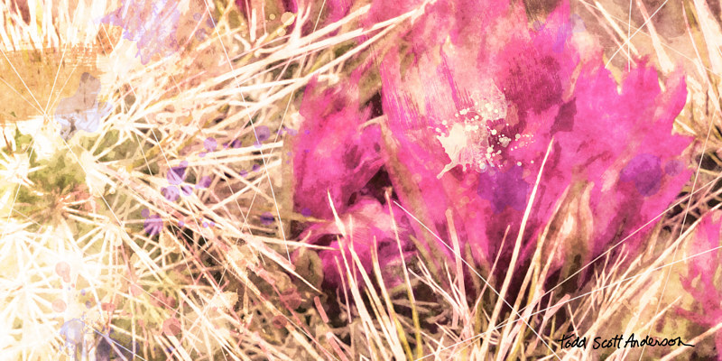 SONORA CACTUS 70 D Print SONORA CACTUS 70 D by Todd Anderson