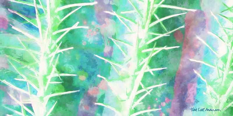 SONORA SAGUARO 20 D Print SONORA SAGUARO 20 D by Todd Scott Anderson