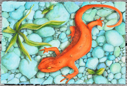 Red Eft Watercolor Red Eft by Lisa Baechtle