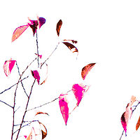 Valentines 5x7 //images.artistrunwebsite.com/gallery/img_2674881536406785_large.jpg?1545699743