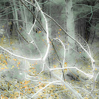 Birch Before the First Snow 11x14 //images.artistrunwebsite.com/gallery/img_2674911536406830_large.jpg?1545699742