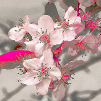 Japanese Cherry BLossoms //images.artistrunwebsite.com/gallery/img_2674941536406892_large.jpg?1545699743