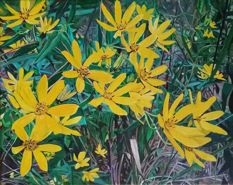 Schweinitz's Sunflower Painting Schweinitz's Sunflower by Nancy Sharp