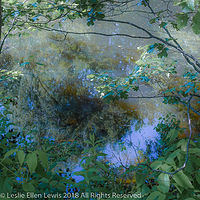 The Pond in July //images.artistrunwebsite.com/gallery/img_2704691541012598_large.jpg?1545702557