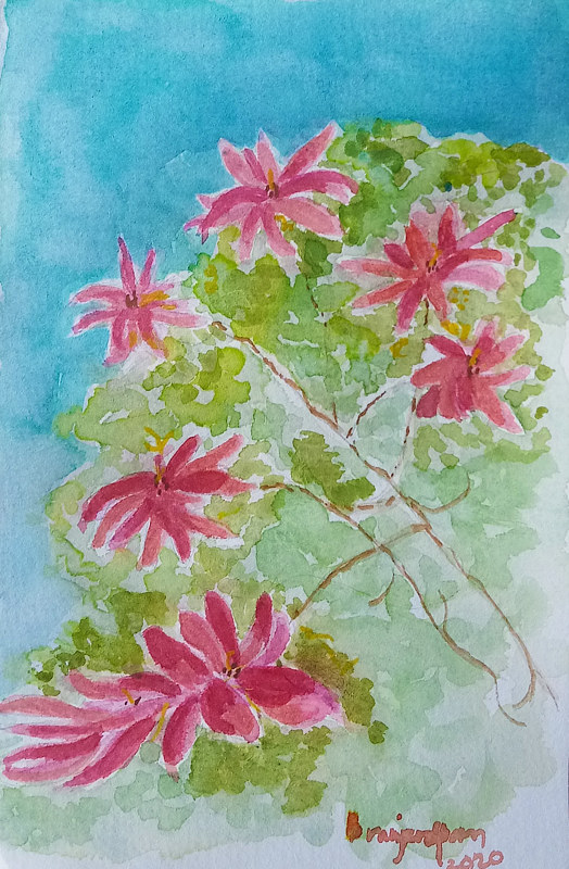 Poinsettias Watercolor Poinsettias by Gwenda Branjerdporn