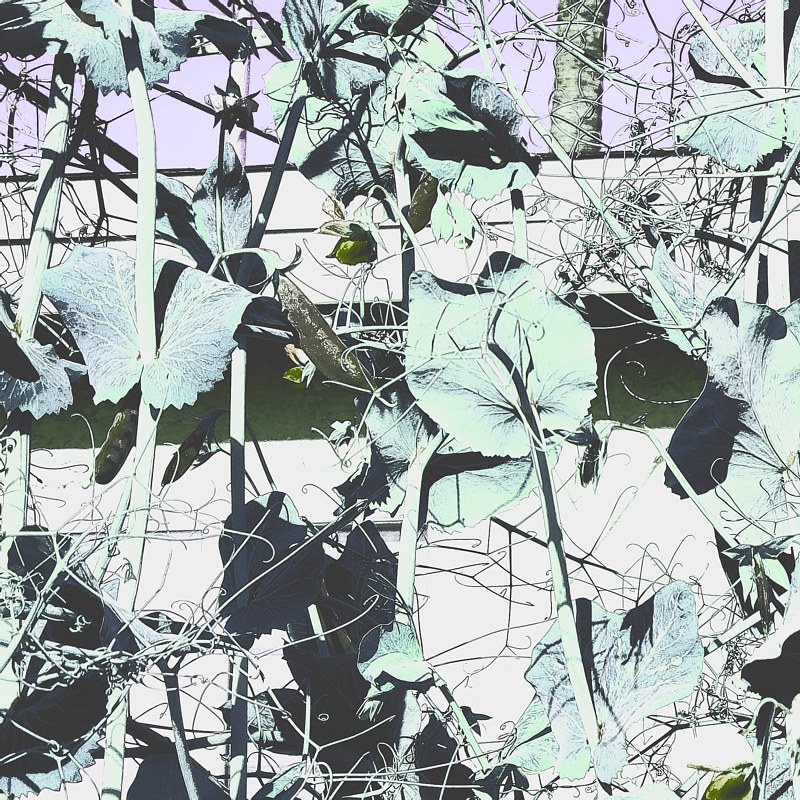 Garden Growth Print Garden Growth by Jacqueline Bell Johnson