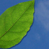 MRGLD_PRACT_01 //images.artistrunwebsite.com/gallery/img_441921367199828_large.gif?1425014142