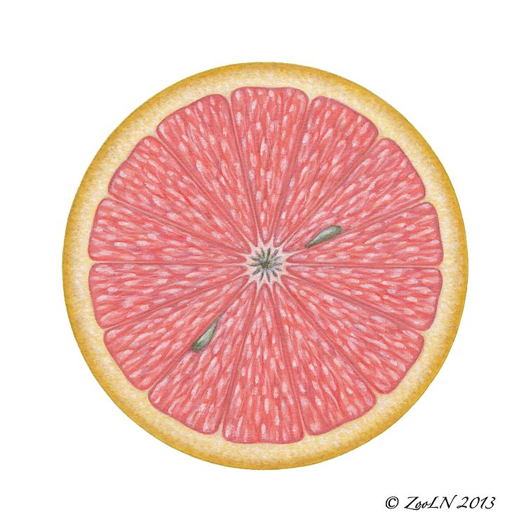 Grapefruit Print Grapefruit by Sue Ellen Brown