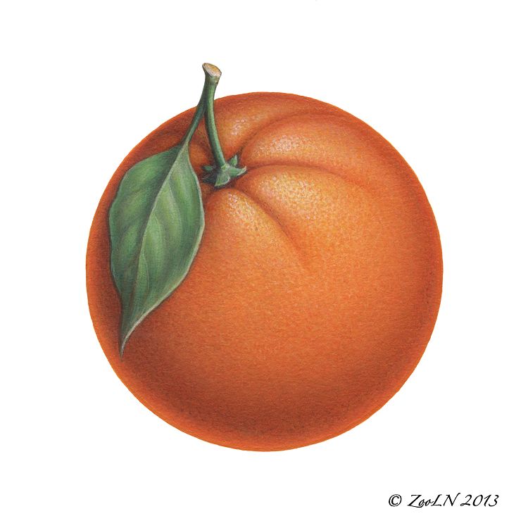 Orange Print Orange by Sue Ellen Brown