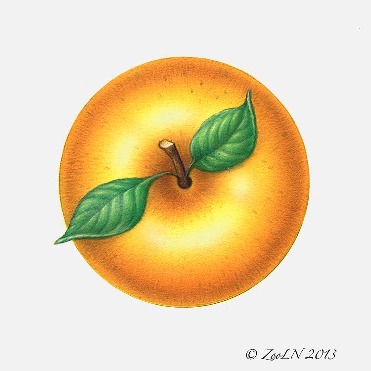 Apple Gold Print Apple Gold by Sue Ellen Brown