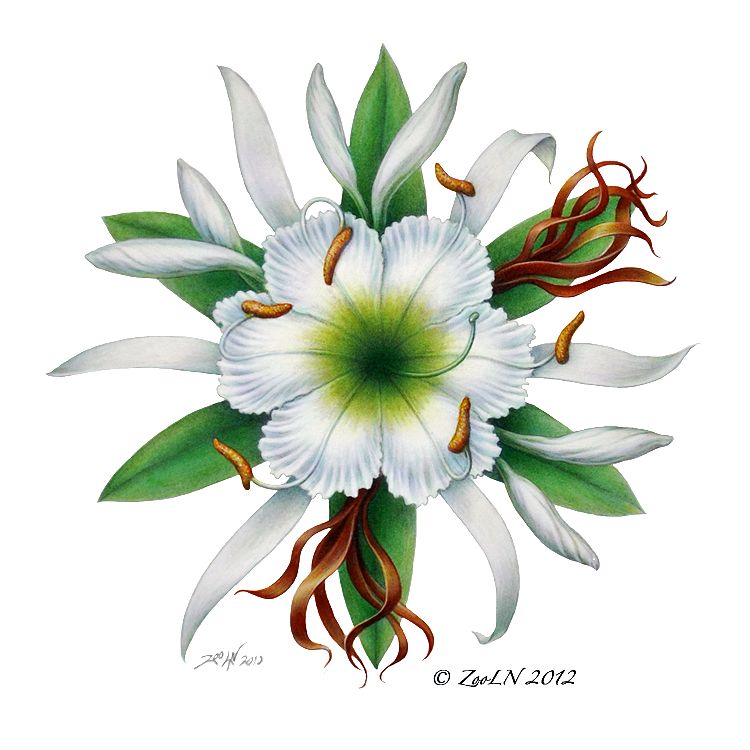 The Cahaba River Lilly Print The Cahaba River Lilly by Sue Ellen Brown
