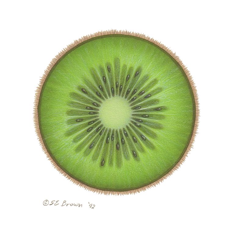 Kiwi Print Kiwi by Sue Ellen Brown