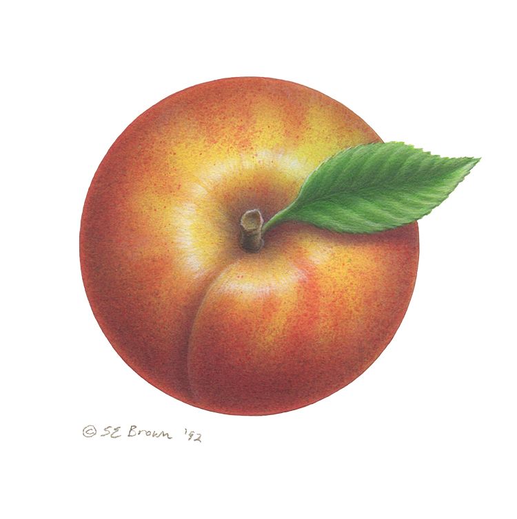 Peach Print Peach by Sue Ellen Brown