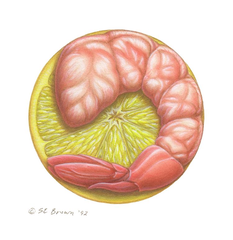 Shrimp and Lemon Slice Print Shrimp and Lemon Slice by Sue Ellen Brown