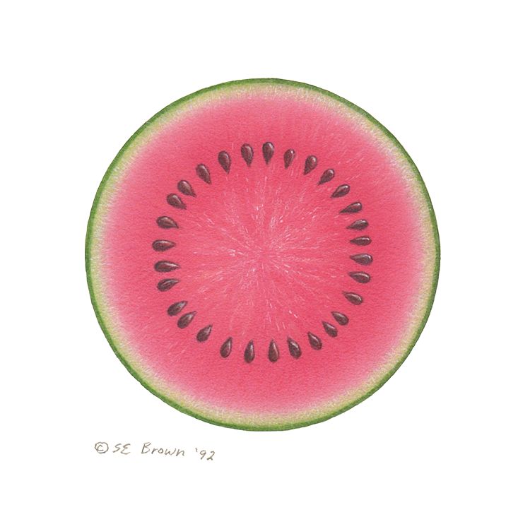 Watermelon Print Watermelon by Sue Ellen Brown