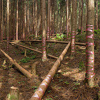 Forest //images.artistrunwebsite.com/gallery/img_5121338324085_large.jpg?1616591756
