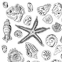 Shells //images.artistrunwebsite.com/gallery/img_525421370440900_large.jpg?1425019132