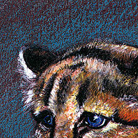 Baby Cougar //images.artistrunwebsite.com/gallery/img_549271371814260_large.jpg?1425019222