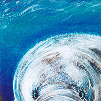 West Indian Manatee //images.artistrunwebsite.com/gallery/img_549441371814653_large.jpg?1425019267