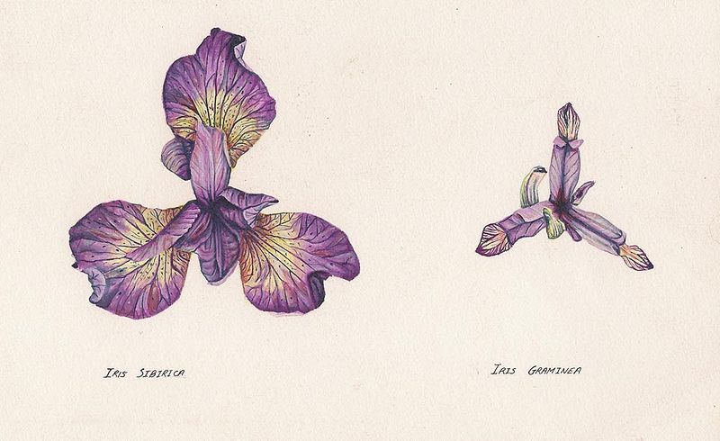 Two varieties of Iris Print Two varieties of Iris by Richard Mountford