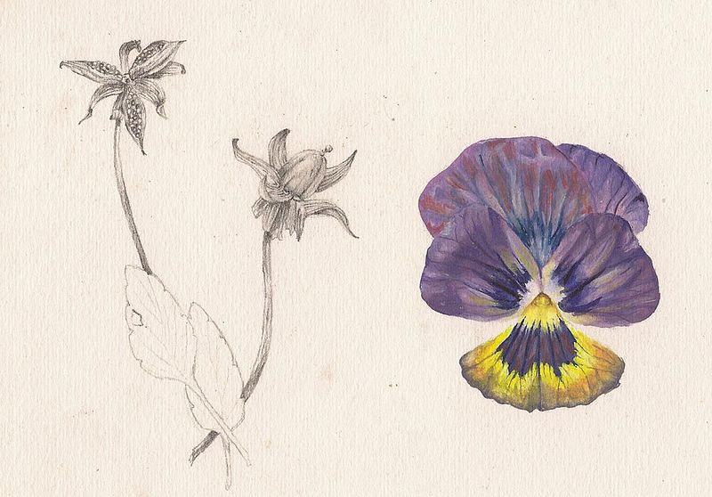 Pansy Flower and Seed Print Pansy Flower and Seed by Richard Mountford