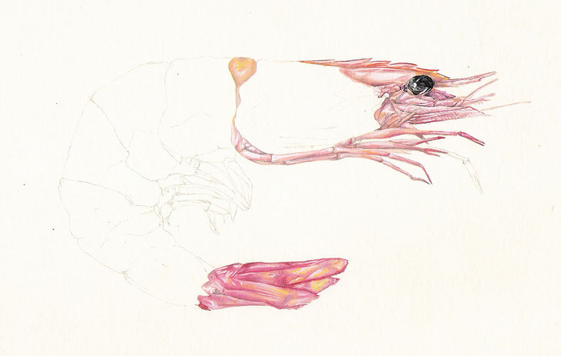 Study of a Prawn Painting Study of a Prawn by Richard Mountford