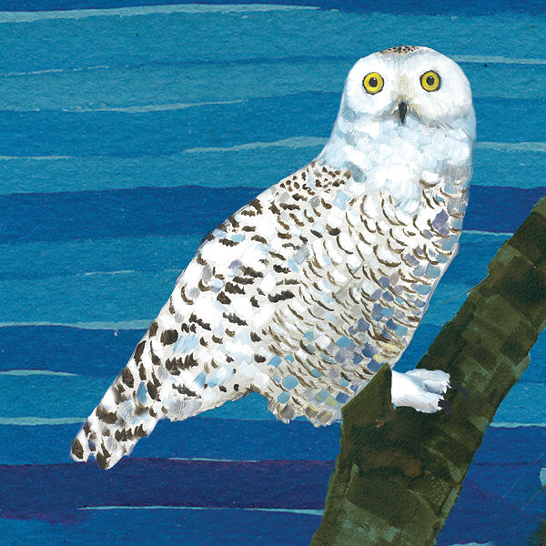 Snowy Owl C004 Print Snowy Owl C004 by Cody Blomberg