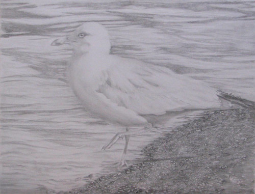 A drawing of a seagull in water