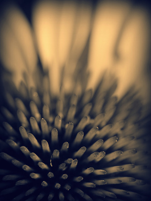 A close-up photo of a flower