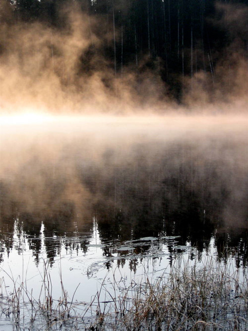 A photograph of some mist over a rural pond
