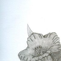 Drawing Flower  by Matt Kantor