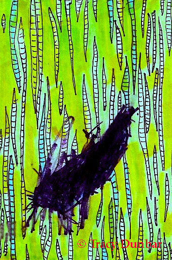 Watercolor Critter by Tracy  Dunbar