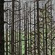 Print Vanishing Forest  by Lawrie  Dignan