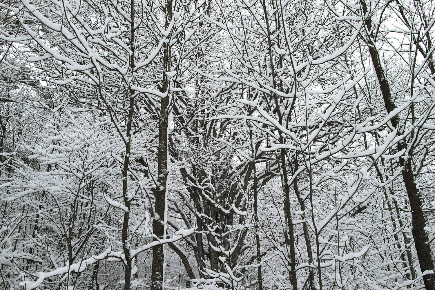 12dec14_OAK4DP1_SM by Maya Douglas